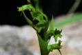 Gennaria diphylla